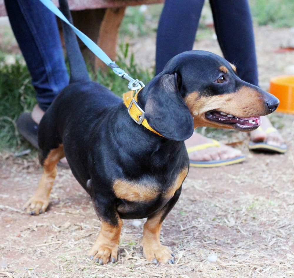 Такса (Dachshund) — порода собак