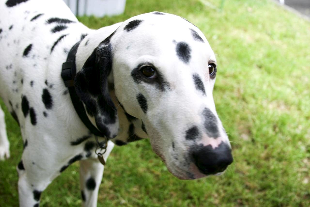 Далматин (Dalmatian) — порода собак