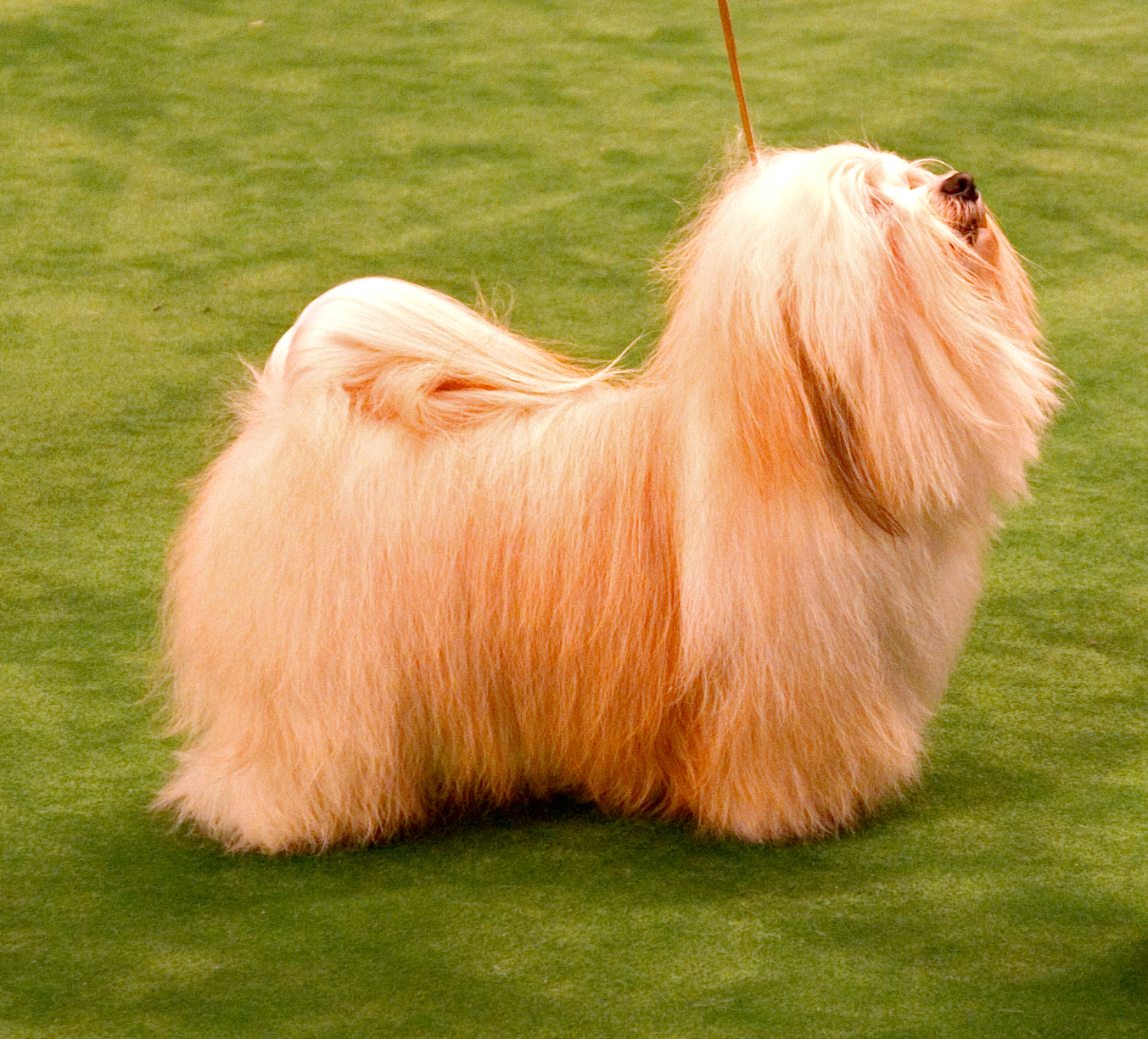 Хаванез (Havanese) — кубинская собака-компаньон с шёлковой шерстью