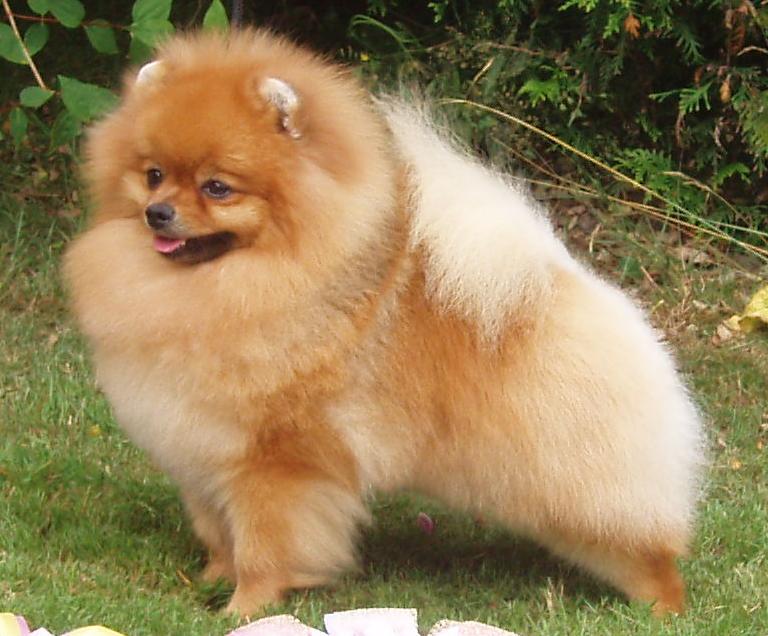 Померанский шпиц (Pomeranian) — пушистая собака-компаньон